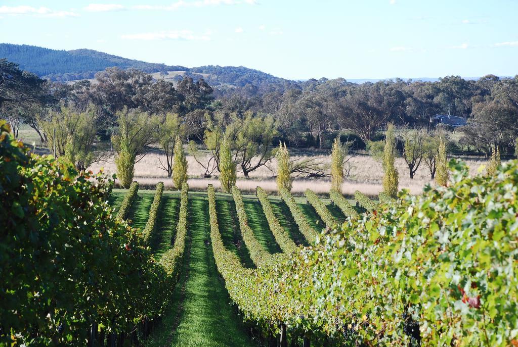 Mayfield Vineyard Orange Exterior foto