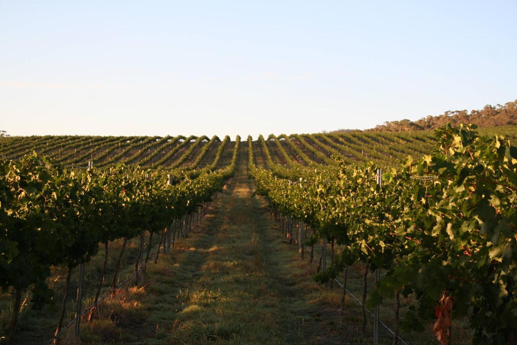 Mayfield Vineyard Orange Exterior foto