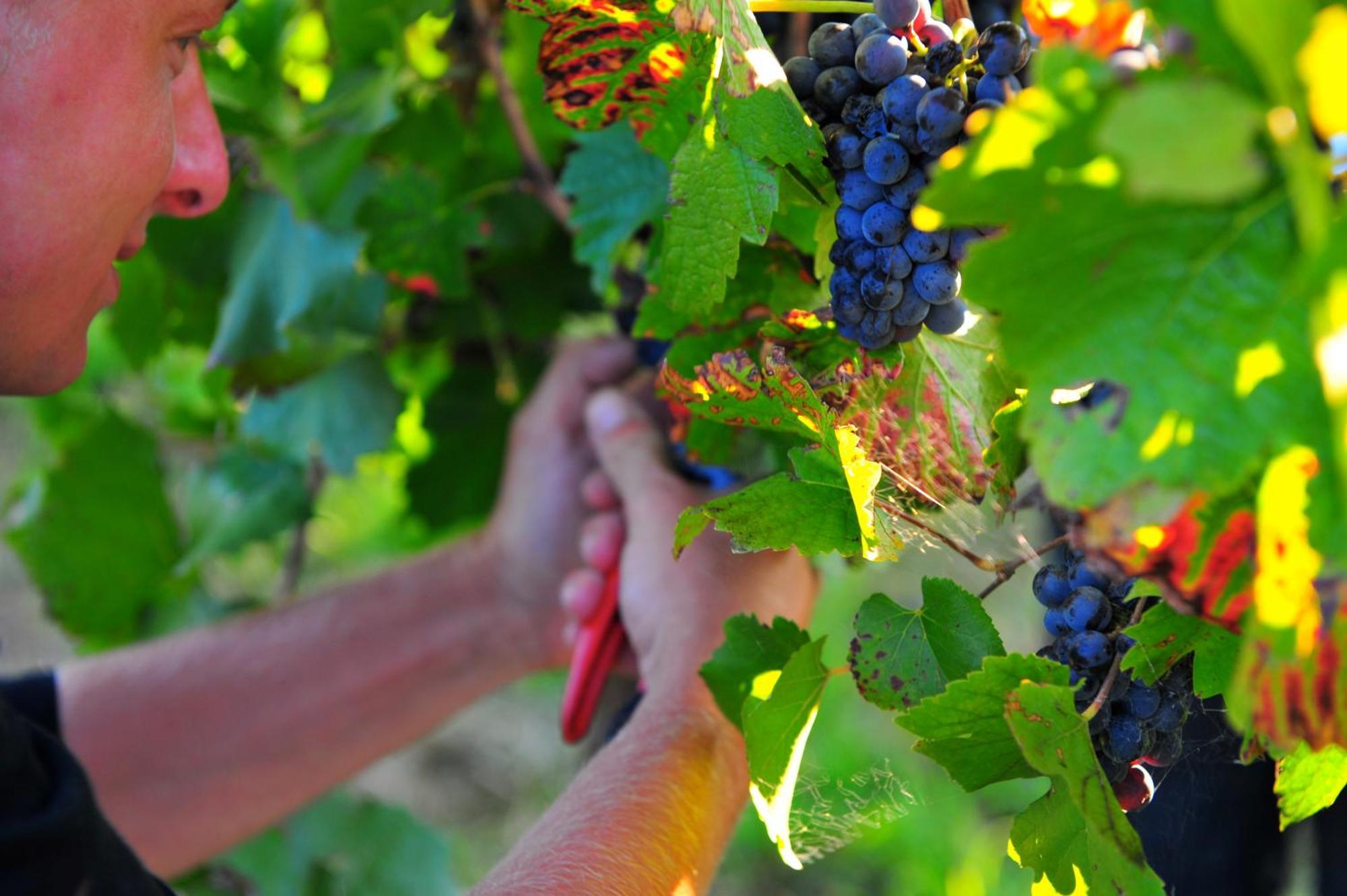 Mayfield Vineyard Orange Exterior foto
